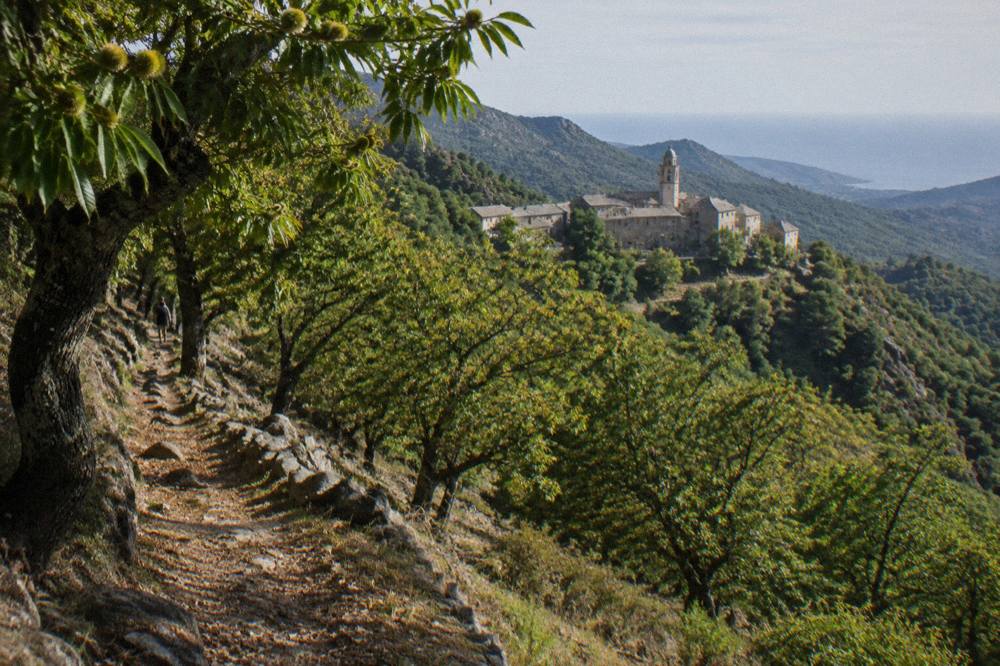Chestnut trees on a hillside path in the Castagniccia in Corsica