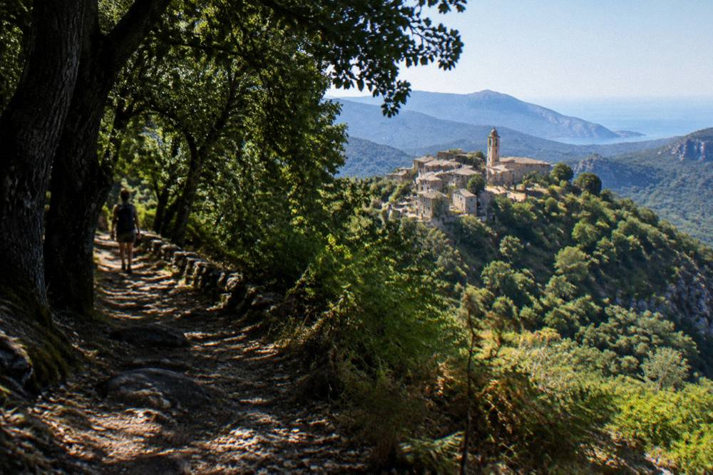 A chestnut forest trail with dappled light in the Corsican mountains