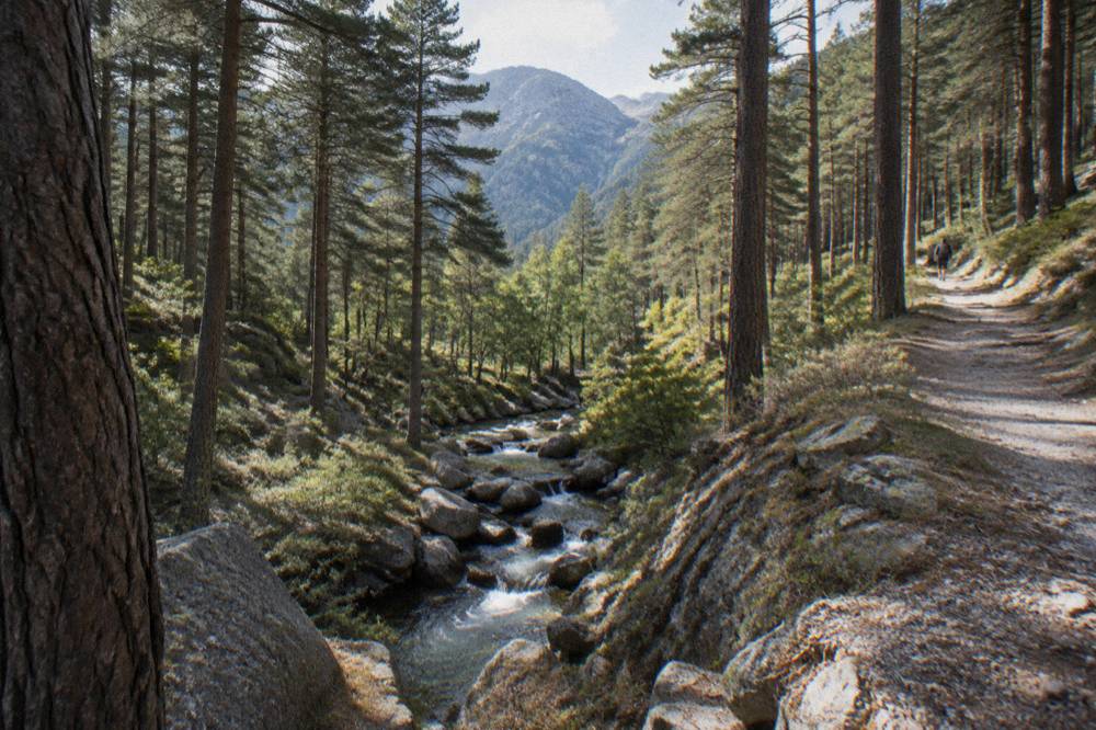 Sunlight filtering through tall pine trees onto a forest floor of rock and needles