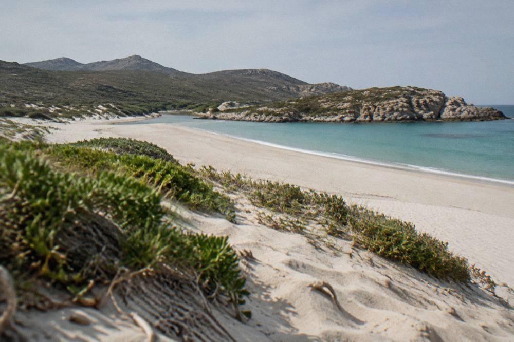 Sand dunes with low green scrub leading down to a wide empty beach at midday