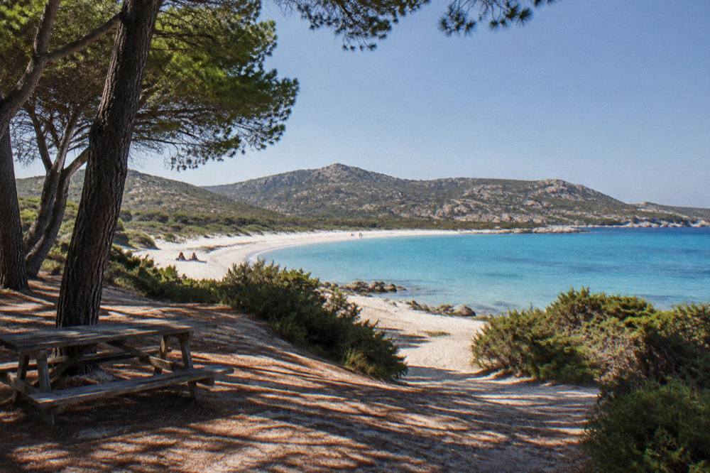 A shaded sandy clearing among umbrella pines near the back of a beach