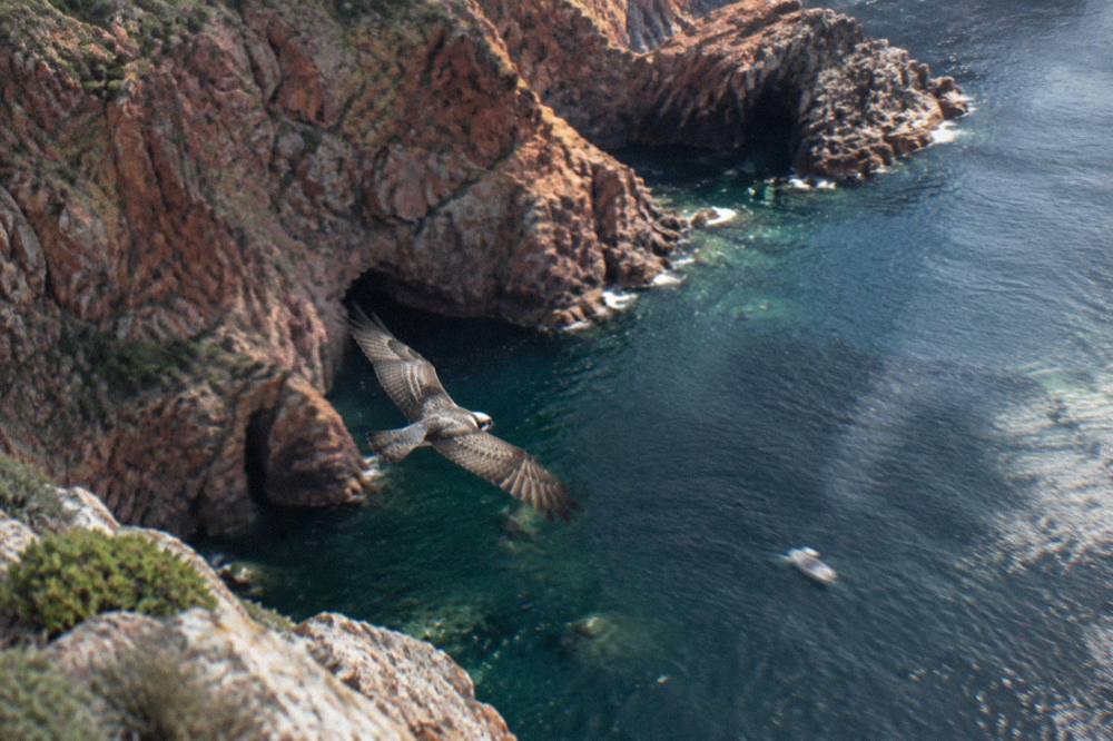 An osprey flying over dark water near rocky cliffs