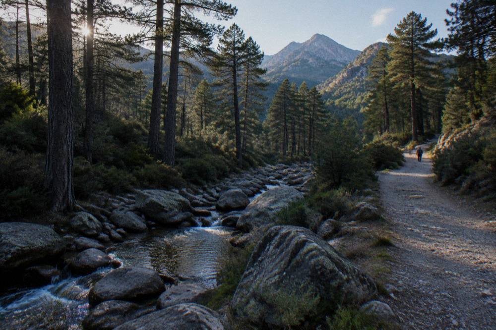 A sheltered sandy cove in south Corsica with pine trees close to the waterline