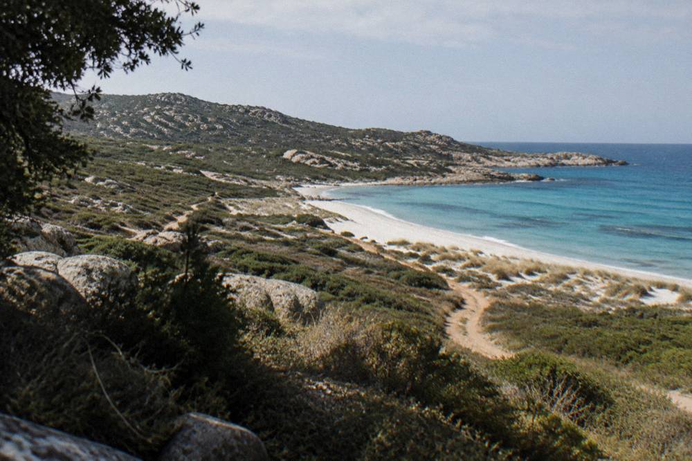 A white sand beach in the Agriates with dune grass and no buildings in sight