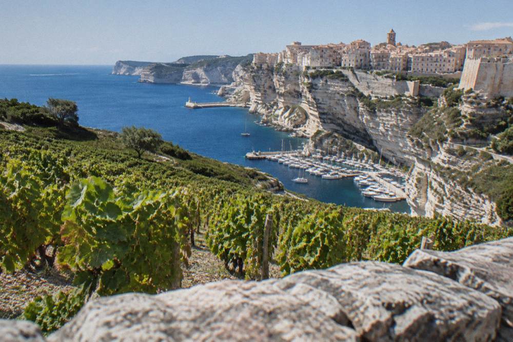A vineyard on a hillside near the coast in northern Corsica