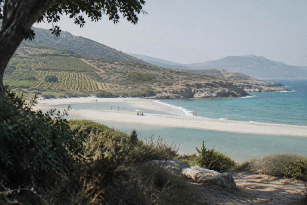 Rows of vineyards on a hillside sloping down toward a blue Mediterranean bay