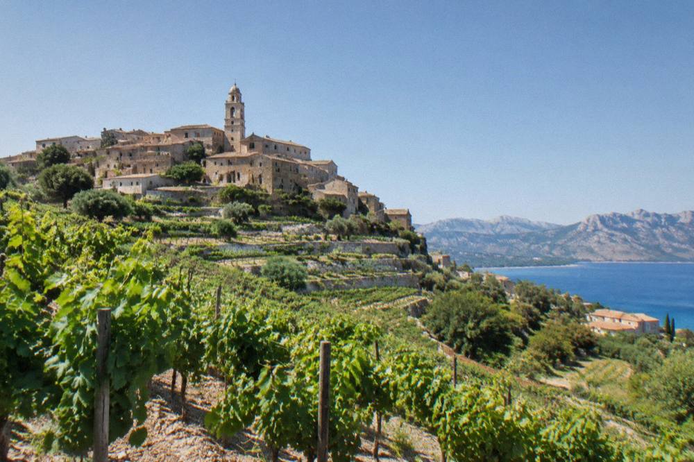 Rows of grapevines on a hillside sloping toward the Mediterranean sea
