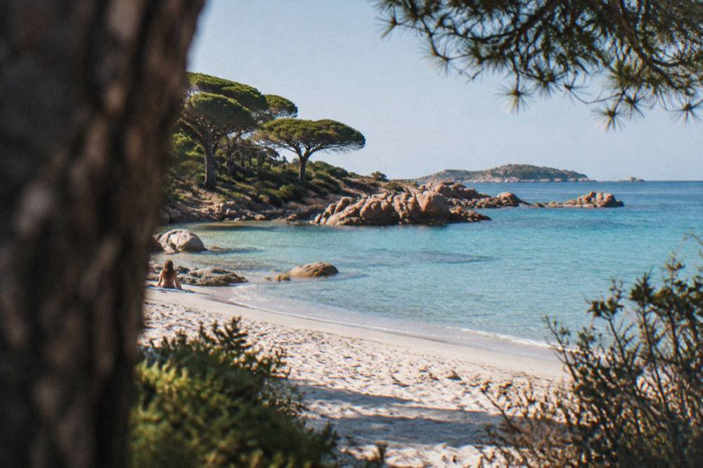 White sand and pine trees at Palombaggia beach near Porto-Vecchio
