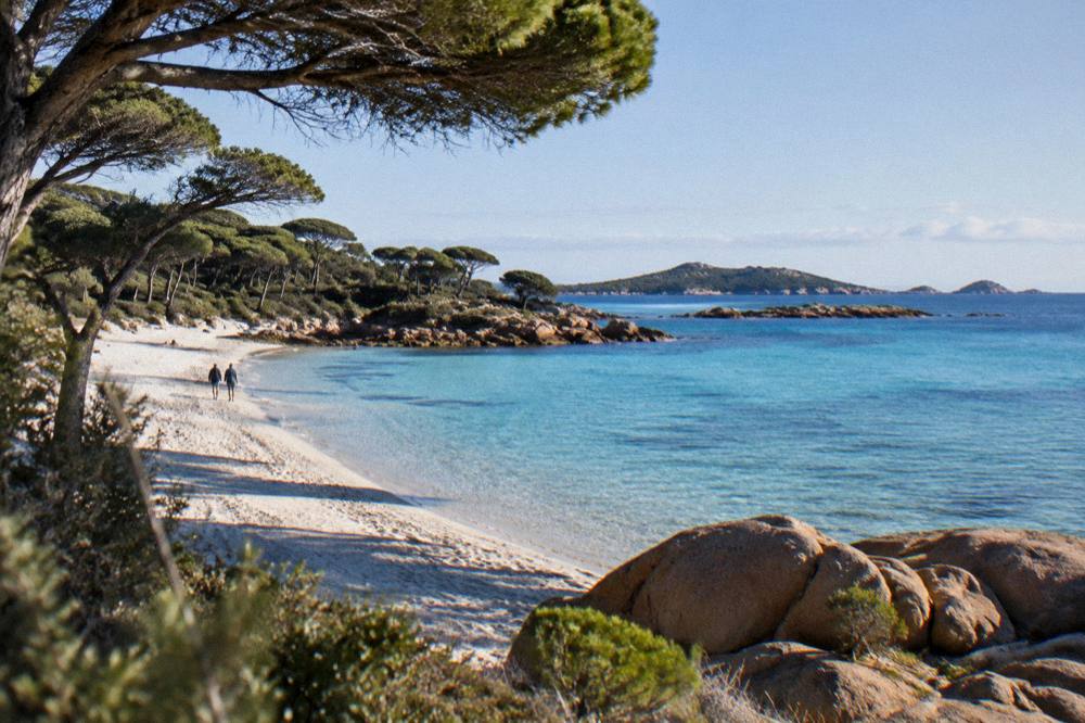 White sand and clear shallow water at Palombaggia beach framed by umbrella pines